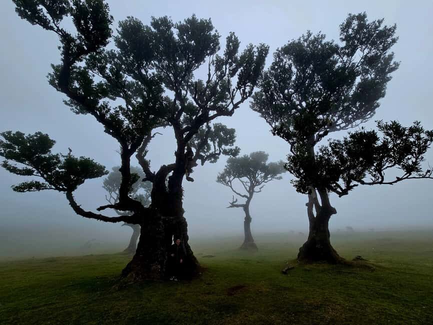 Madeira West Jeep Tour Fanal, Seixal, Natural Pools & Small Groups - Why This Tour Delivers Value