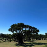 Madeiral de Jeep: (Skywalk, Seixal, Porto Moniz, Fanal) - Starting Point: The Iconic Cabo Girao Skywalk