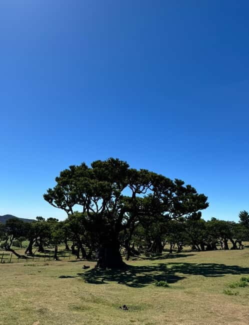 Madeiral de Jeep: (Skywalk, Seixal, Porto Moniz, Fanal) - Starting Point: The Iconic Cabo Girao Skywalk
