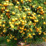 Magnificent Combo: Cabrio Safari and Green Canyon Boat Tour - The Practicalities: What to Expect and Tips for Travelers