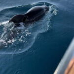 Makarska:Private halfday boat tour,Hvar,blue Cave or Brac - The Cost and What It Includes