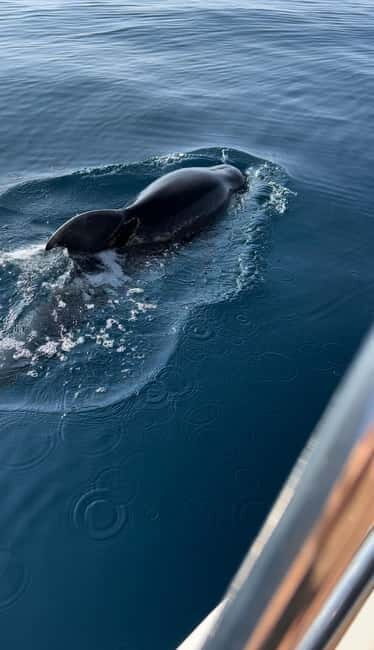 Makarska:Private halfday boat tour,Hvar,blue Cave or Brac - The Cost and What It Includes