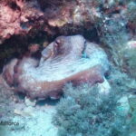 Mallorca: Discover Scuba Diving from the boat - The Value of a Guided Introduction