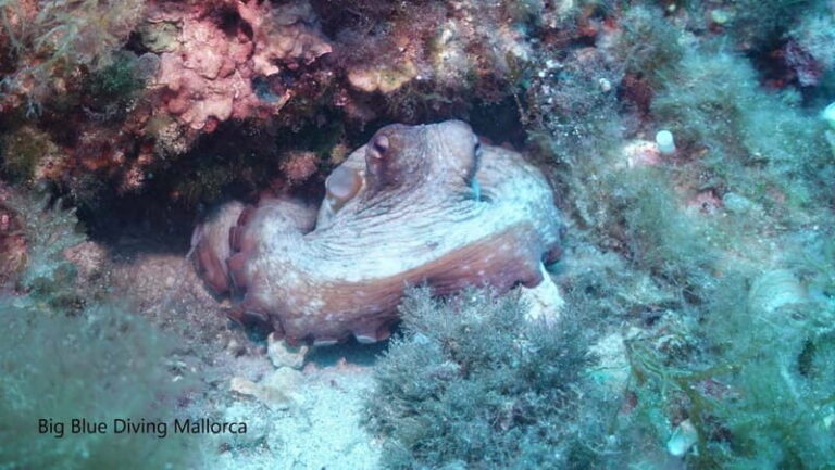 Mallorca: Discover Scuba Diving from the boat - The Value of a Guided Introduction