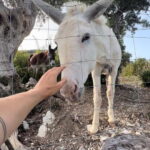 Mallorca: Self guided E-Scooter tour - Countryside - Who Will Love This Tour?