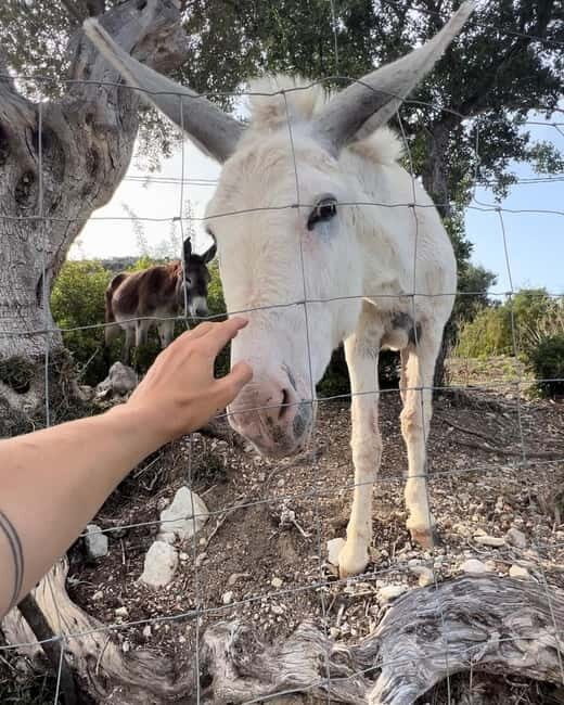 Mallorca: Self guided E-Scooter tour - Countryside - Who Will Love This Tour?
