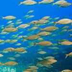 Mallorca: Snorkeling tour with instructor from a boat in a hidden bay - Why This Tour Works Well for Travelers