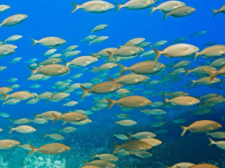 Mallorca: Snorkeling tour with instructor from a boat in a hidden bay - Why This Tour Works Well for Travelers