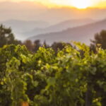 Mallorca: Sunset Wine Tasting Minibus Bodega Tour - The Bodega and the Sunset Setting