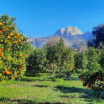 Mallorca: West Coast & Orange Valley Minbustour - Why This Tour Delivers Value