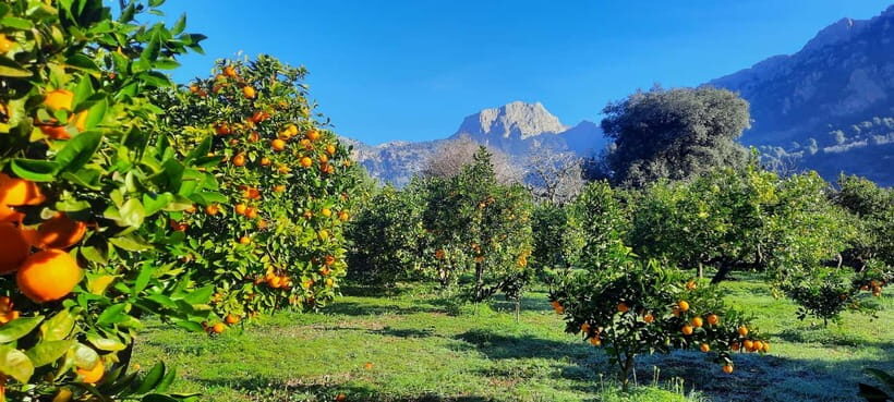 Mallorca: West Coast & Orange Valley Minbustour - Why This Tour Delivers Value