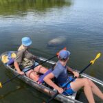 Manatee And Dolphin Tour - The Value of This Wildlife Experience