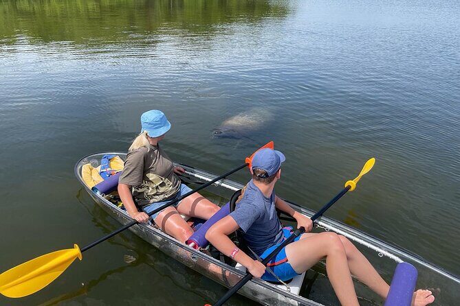 Manatee And Dolphin Tour - The Value of This Wildlife Experience