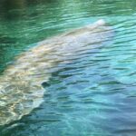 Manatee Springs Adventure Tour - What to Expect from the Itinerary