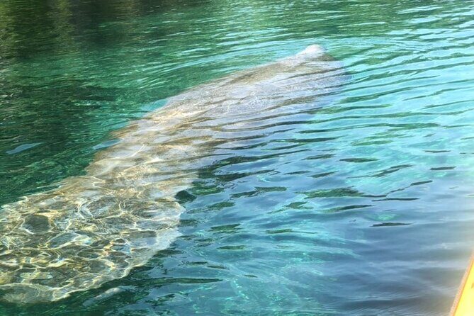 Manatee Springs Adventure Tour - What to Expect from the Itinerary