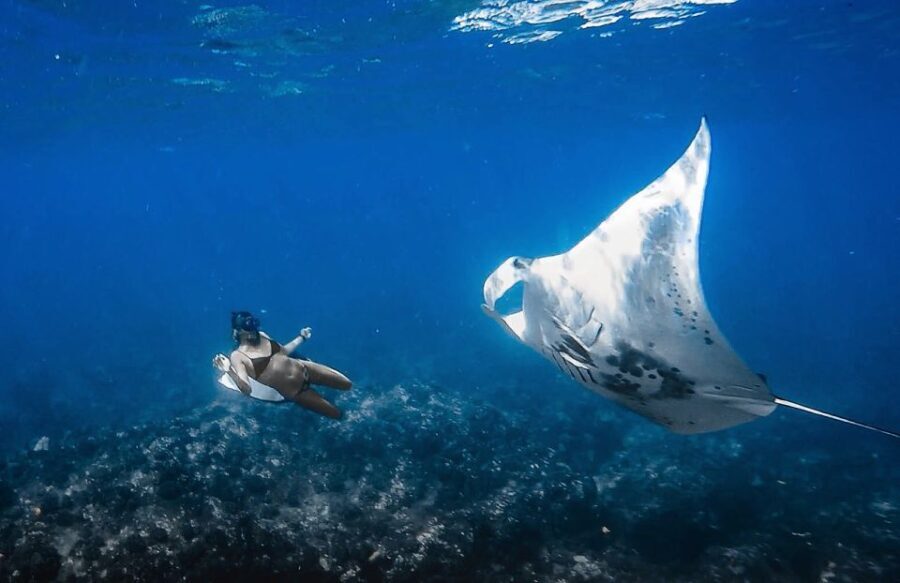 Manta Ray Snorkel in Kailua-Kona with Hot Cocoa - Who Is This Tour Best For?  