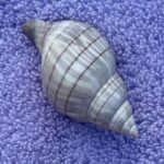 Marco Island: Dolphin, Shelling, Beach & Ten Thousand Island - The Value of this Tour