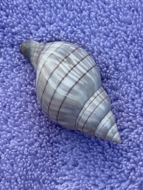 Marco Island: Dolphin, Shelling, Beach & Ten Thousand Island - The Value of this Tour