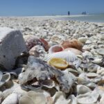 Marco Island: Ten Thousand Islands Shelling & Dolphin Tour - Exploring the Itinerary in Detail