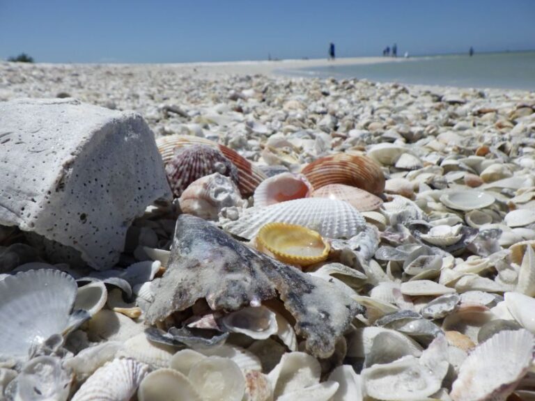 Marco Island: Ten Thousand Islands Shelling & Dolphin Tour - Exploring the Itinerary in Detail