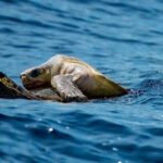 Marine Ecology Tour in La Paz Mexico - The Value of the Experience