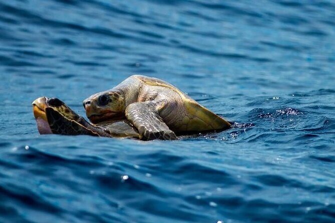 Marine Ecology Tour in La Paz Mexico - The Value of the Experience