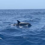 Marine EcoSafari: Whale Watching in a Luxury Zodiac with Hydrophone - Who Should Consider This Tour?