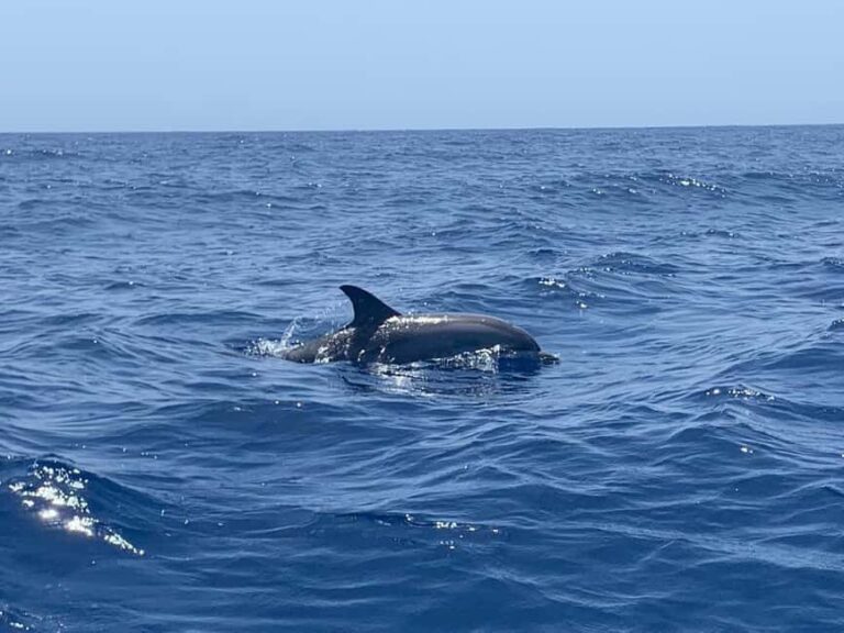 Marine EcoSafari: Whale Watching in a Luxury Zodiac with Hydrophone - Who Should Consider This Tour?