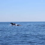 Marsaskala: Dolphin Watching Boat Tour - What to Expect from the Tour