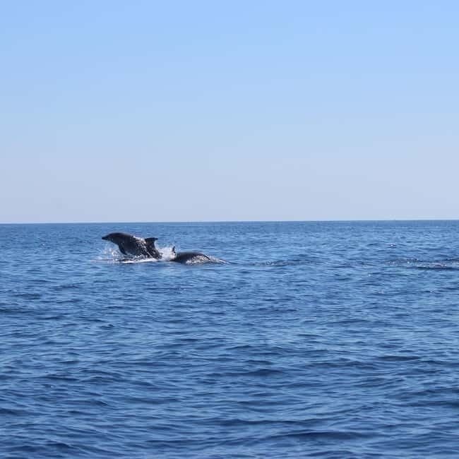 Marsaskala: Dolphin Watching Boat Tour - What to Expect from the Tour