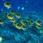 Maui Beach / Shoreline Snorkel - What to Expect from Your Maui Shoreline Snorkel