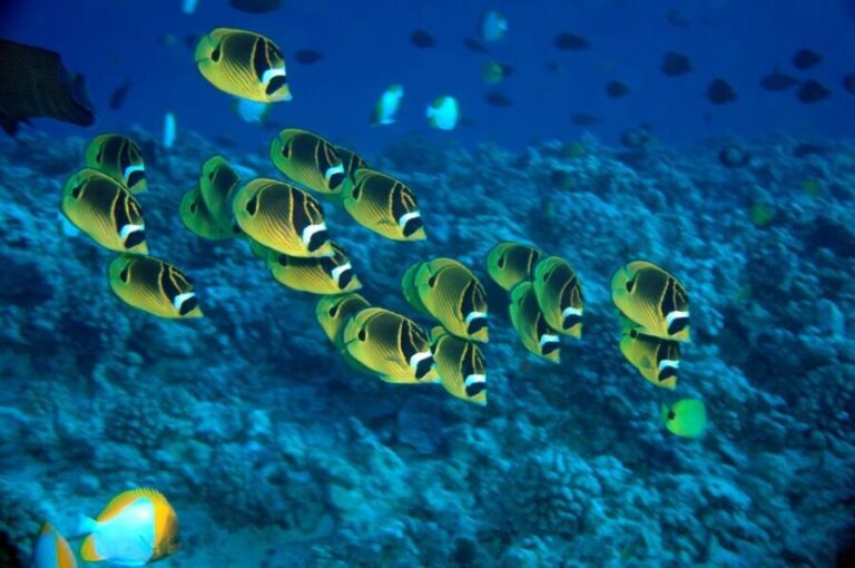 Maui Beach / Shoreline Snorkel - What to Expect from Your Maui Shoreline Snorkel