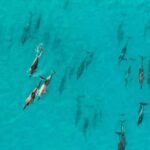 Maui: Eco-Raft Dolphin Watch Tour with Snacks - Why This Tour Offers Great Value