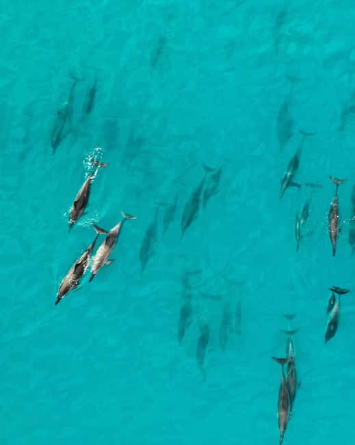 Maui: Eco-Raft Dolphin Watch Tour with Snacks - Why This Tour Offers Great Value