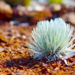 Maui: Haleakala Guided Bike Tour - The Ride: Down Haleakala’s Switchbacks