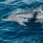 Maui: Kaanapali Dolphin Watching Boat Trip with Lunch - A Detailed Look at the Kaanapali Dolphin Watching Tour