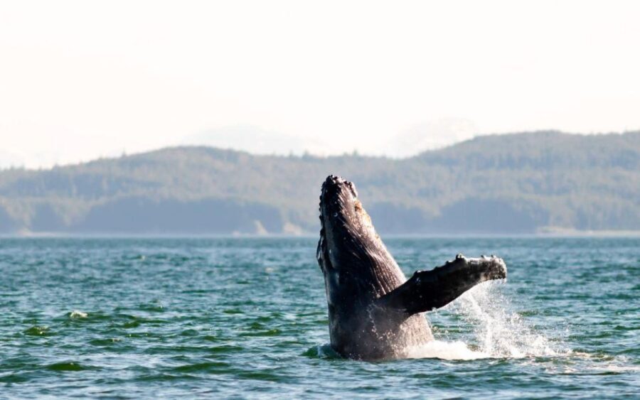 Maui: Luxury Catamaran Whale Watch & Sail - Who Should Consider This Tour?