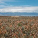 Maui Pineapple Planting Experience - Who Will Love This Experience?