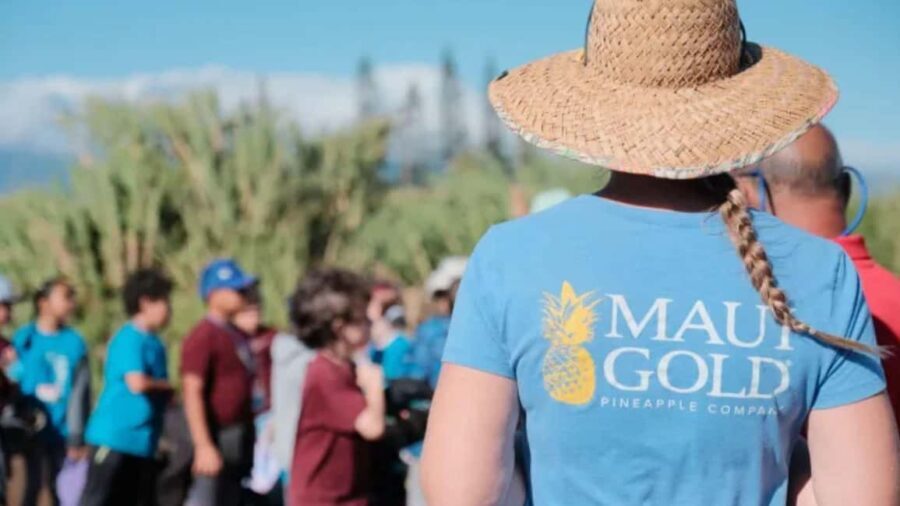 Maui: Pineapple Planting Experience - The Itinerary: What to Expect