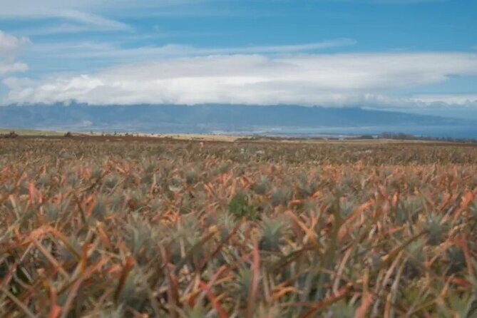 Maui Pineapple Planting Experience - Who Will Love This Experience?