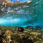 Maui: Snorkel and Sunset Sail with Water Slide - The Itinerary Breakdown