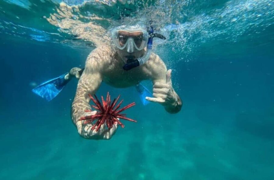 Maui: Snorkel with Turtles and Picnic Tour - Why This Tour Stands Out