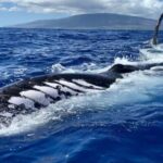 Maui: Sunrise Whale Watch - Expert Guides and Authentic Local Ownership