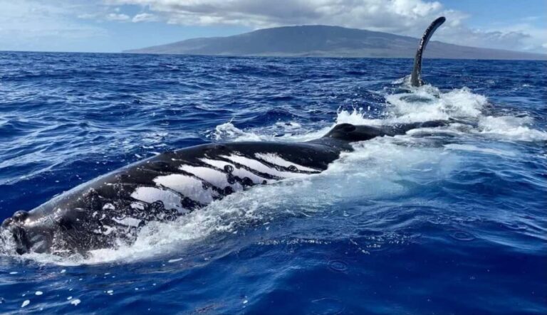 Maui: Sunrise Whale Watch - Expert Guides and Authentic Local Ownership