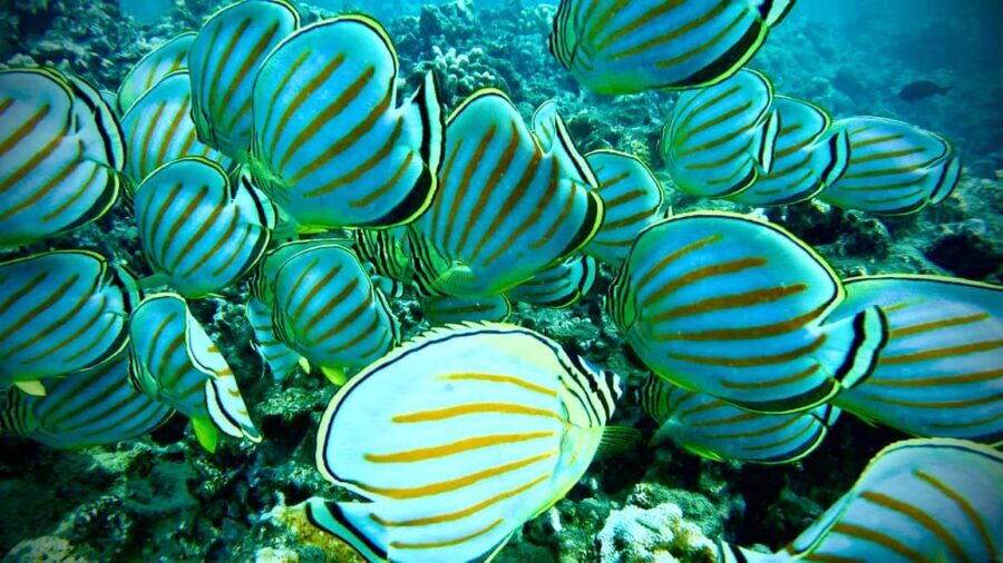 Maui: Turtle Town Snorkeling Tour with a Marine Biologist - Detailed Breakdown of the Experience