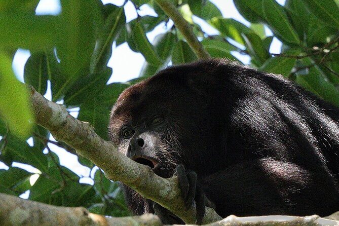 Mayan Jungle Adventure (Private, Full Day) - Transportation & Logistics