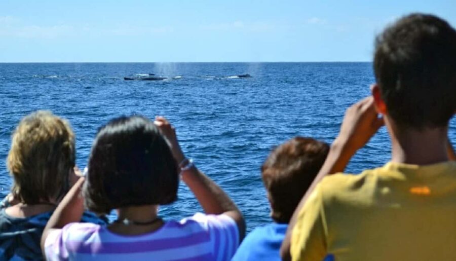 Mazatlán: Whale-Watching Boat Tour with Marine Experts - Breakdown of the Itinerary