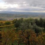 Mazzurega: Winery Tour with Tasting and Food Pairing - What to Expect: A Deep Dive into Winemaking and Local Flavors