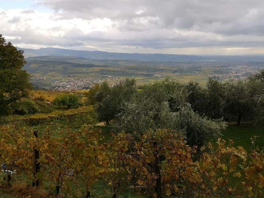 Mazzurega: Winery Tour with Tasting and Food Pairing - What to Expect: A Deep Dive into Winemaking and Local Flavors