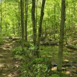 Meditative, Forest Bathing Hike followed by Yoga on the Deck - An In-Depth Look at the Experience